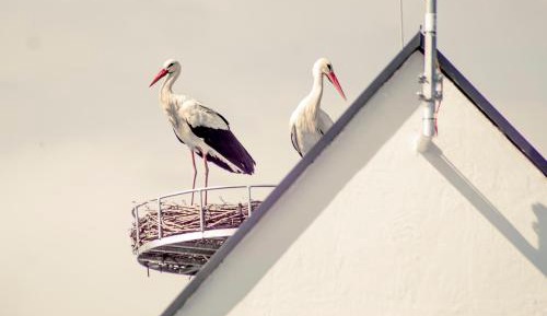 Apartment with Garden View