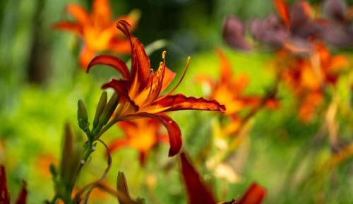 King Room with Garden View