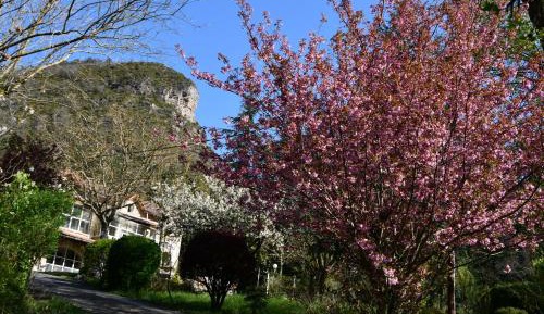 Studio with Sofa Bed