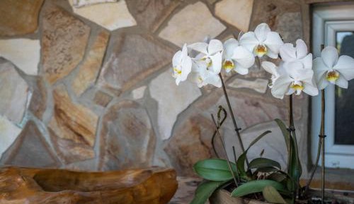 Superior One-Bedroom Apartment