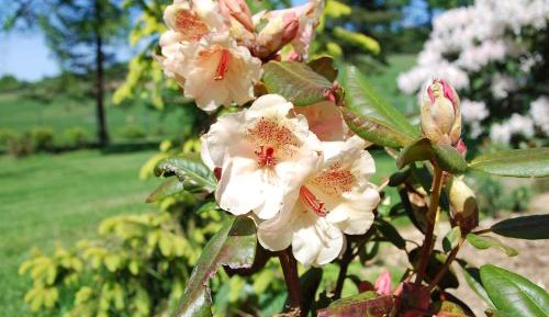 Apartment with Garden View