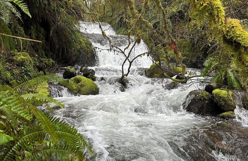 Tillamook Cabin | Private waterfall, 3 acres of forest, 400ft of Wilson River, with music & coffee