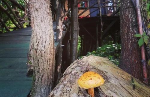 Cluj-Napoca Other | Forest TreeHouse