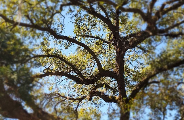 Fripp Legare Cottage - Cozy historic cottage in the heart of Summerville