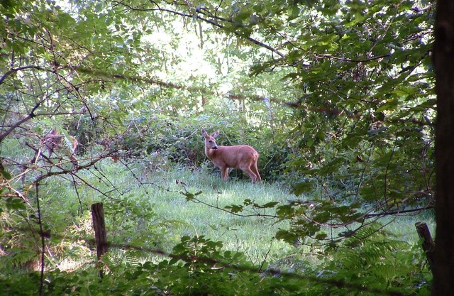 NEW 4-STAR VILLA "CORA VENEZ" WITH SPA