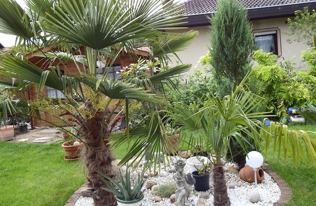 Guesthouse Evi with palm garden, between Speyer and Neustadt a. d. Wine route