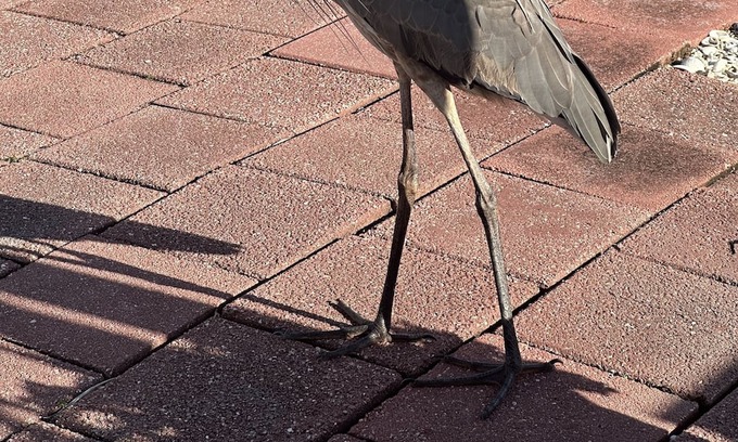 Punta Gorda House | Punta Gorda Mobil home w/enclosed lanai Steps from pool/club house. Dog friendly