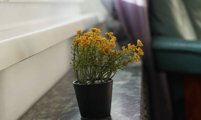 Maxglan Apartment | Room Flower near Train station and Hospital