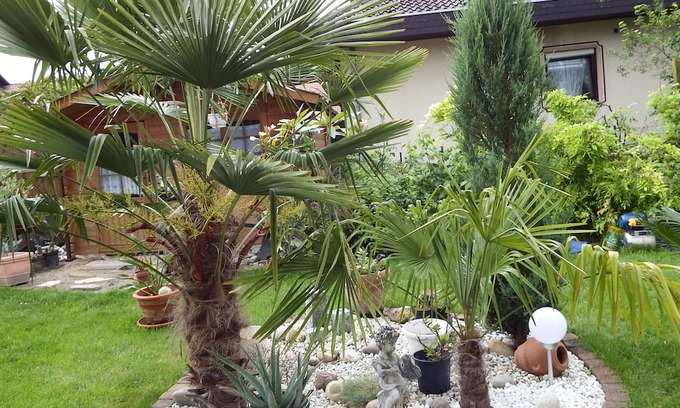 Neustadt-Geinsheim Apartment | Guesthouse Evi with palm garden, between Speyer and Neustadt a. d. Wine route